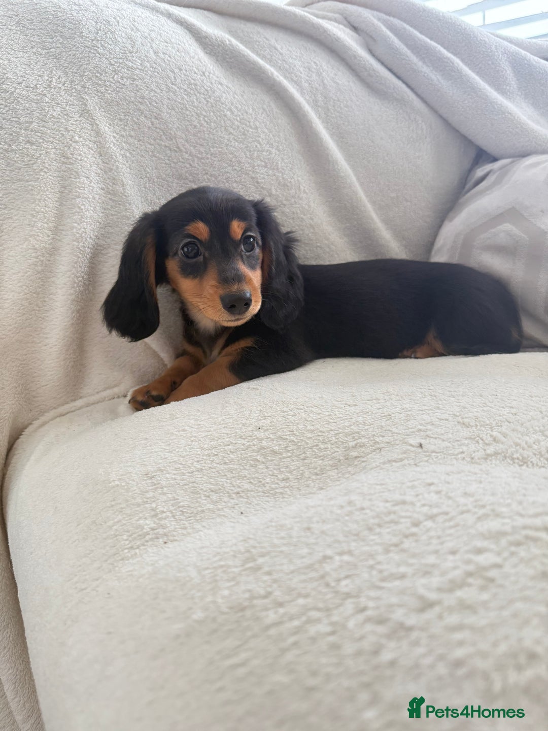 Miniature Dachshund dogs for sale: Minature dachshund  - Image 15