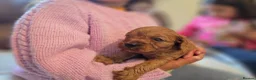 Cavapoo dogs for sale: ToyCavaPoo in Melrose - Advert 7