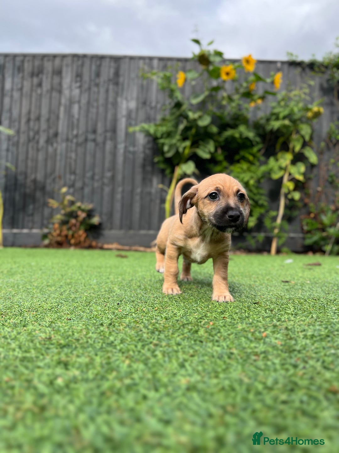 Mixed Breed dogs for sale: Cavapoo x Italian greyhound puppies  - Image 6