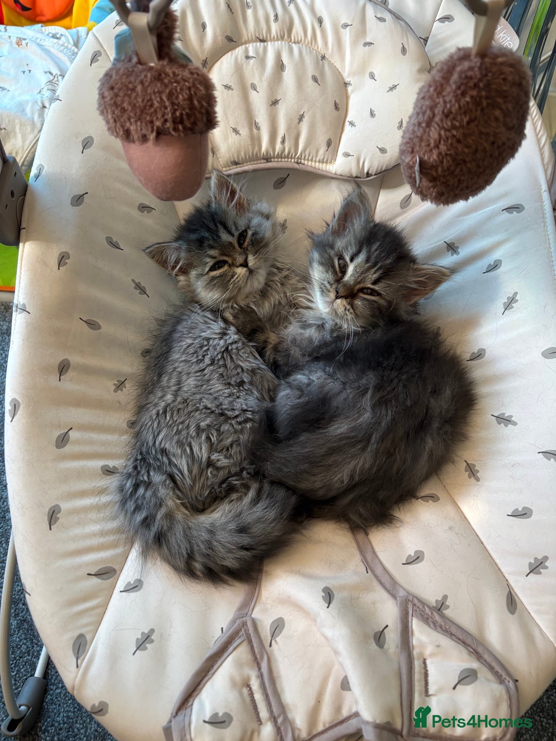 Persian cats for sale: Last Kitten Available! Persian silver black female - Image 6