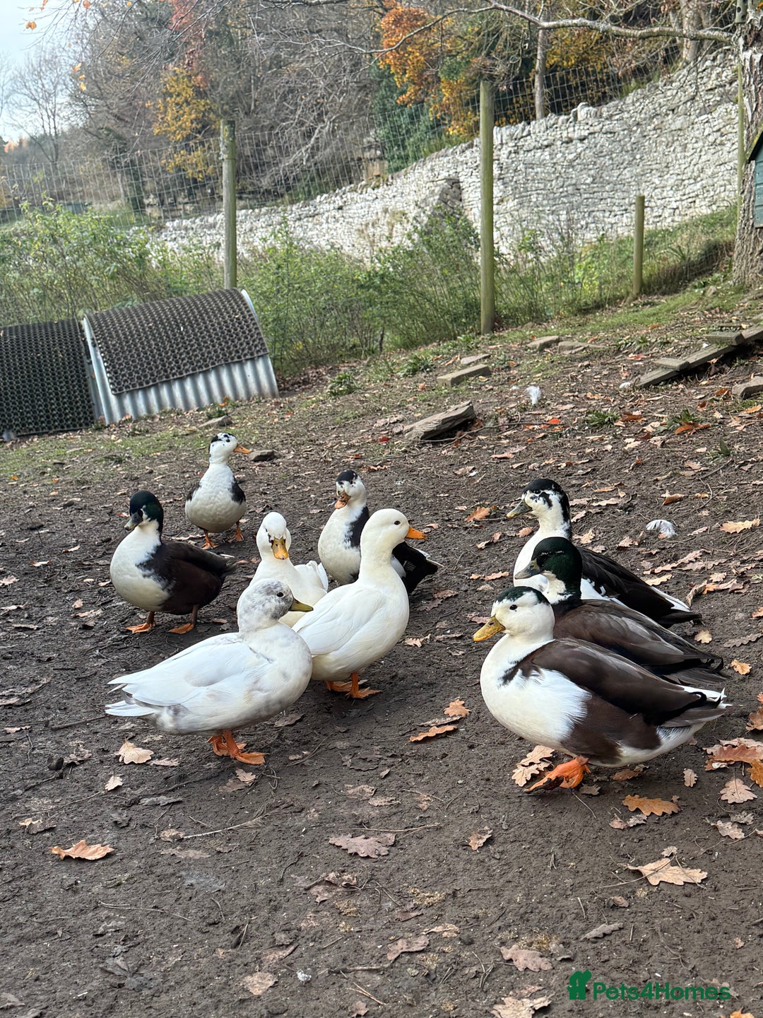 Ducks poultry for sale: Call ducks - Image 2