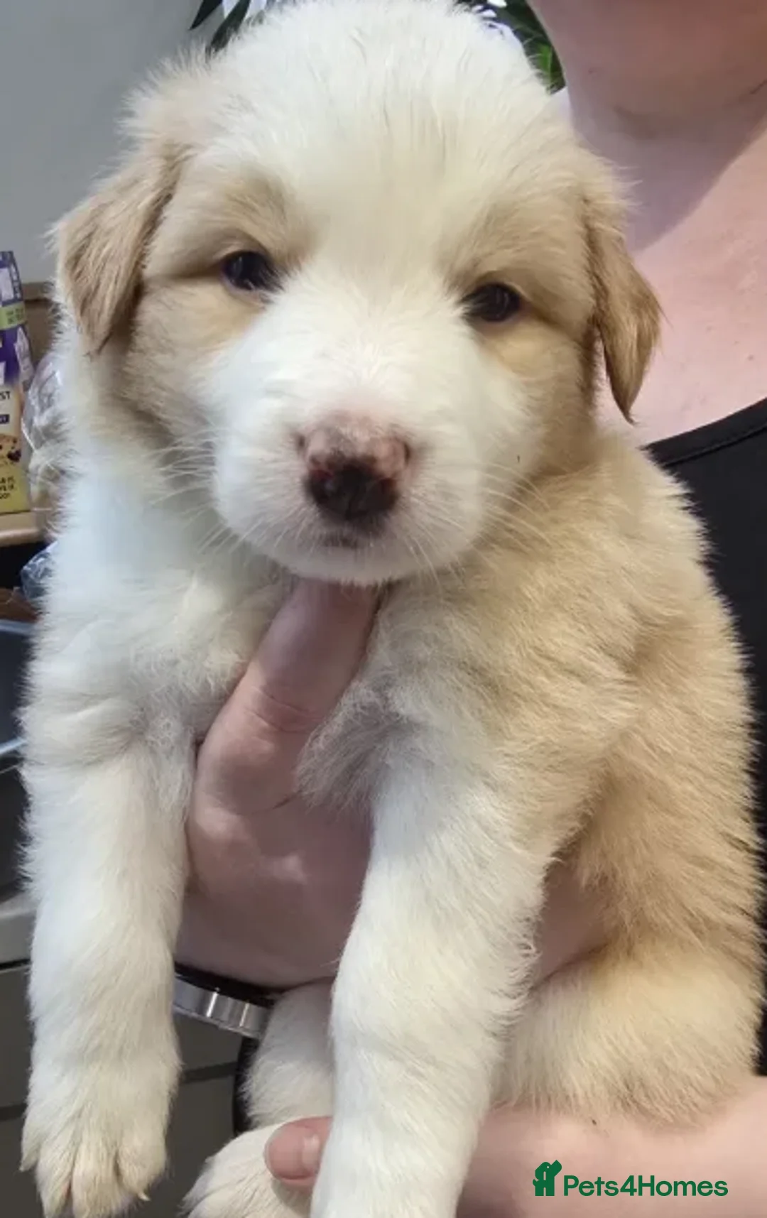 Border Collie dogs for sale: Perfect for Active Homes-Brilliant Border Collies - Advert 11