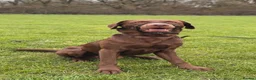 Labrador Retriever dogs for sale: Gorgeous Male Labrador in Bordon - Advert 4