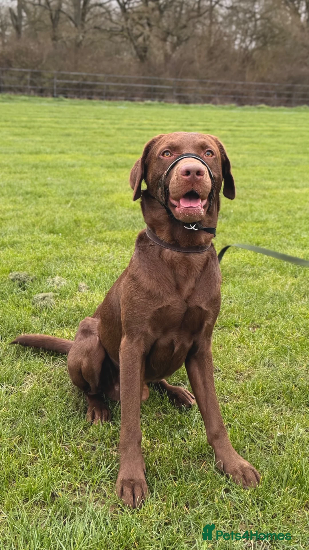 Labrador Retriever dogs for sale: Gorgeous Male Labrador in Bordon - Advert 4