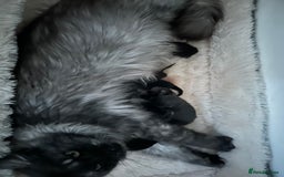 Maine Coon cats for sale: GCCF Active Black Smoke Maine Coon Queen - Image 2