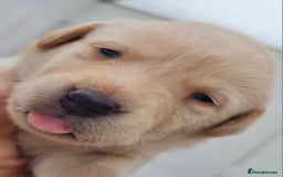 Labrador Retriever dogs for sale:  Beautiful, bouncing Pedigree Pups - Image 13