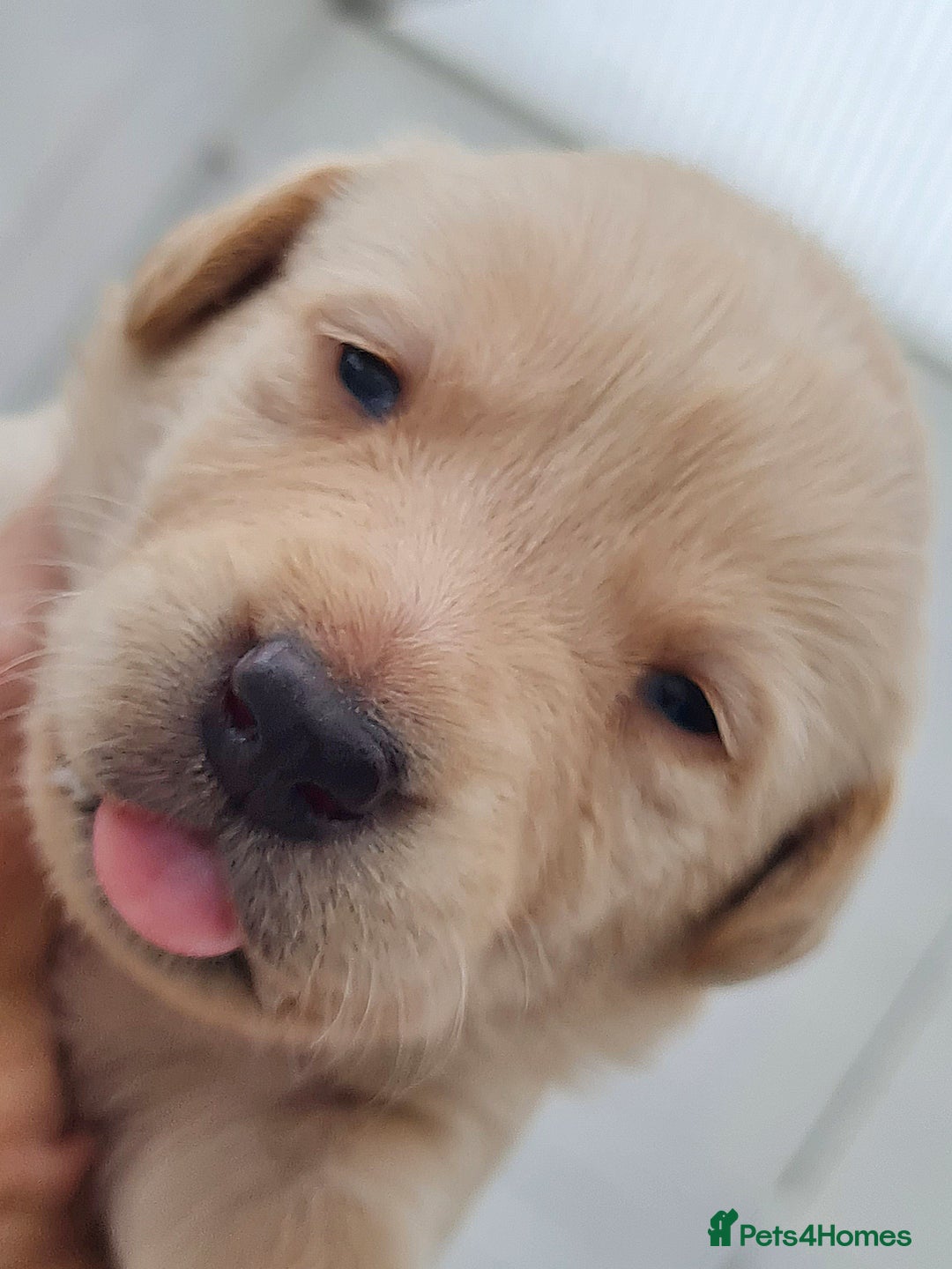 Labrador Retriever dogs for sale:  Beautiful, bouncing Pedigree Pups - Image 13
