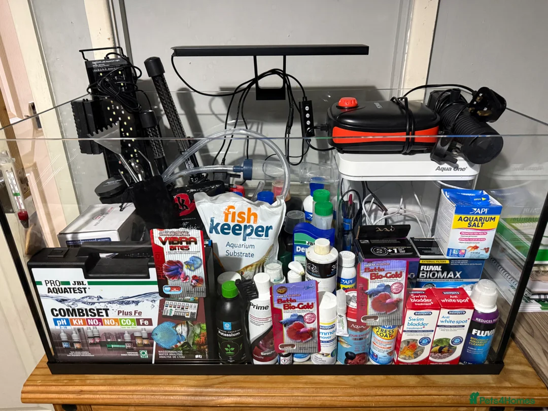 Bettas fish for sale: 105L Fish tank with a second tank - Advert 1