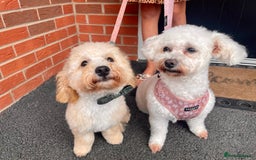 Poochon dogs for sale: Mother and son - Image 2