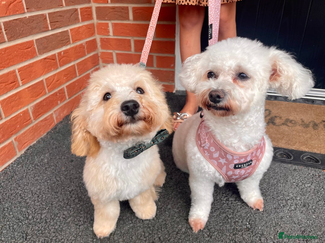 Poochon dogs for sale: Mother and son - Image 2