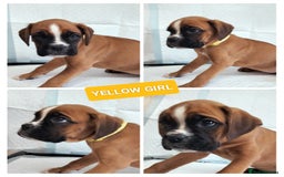 Boxer dogs for sale: Gorgeous Chunky Boxer Puppies  - Image 12