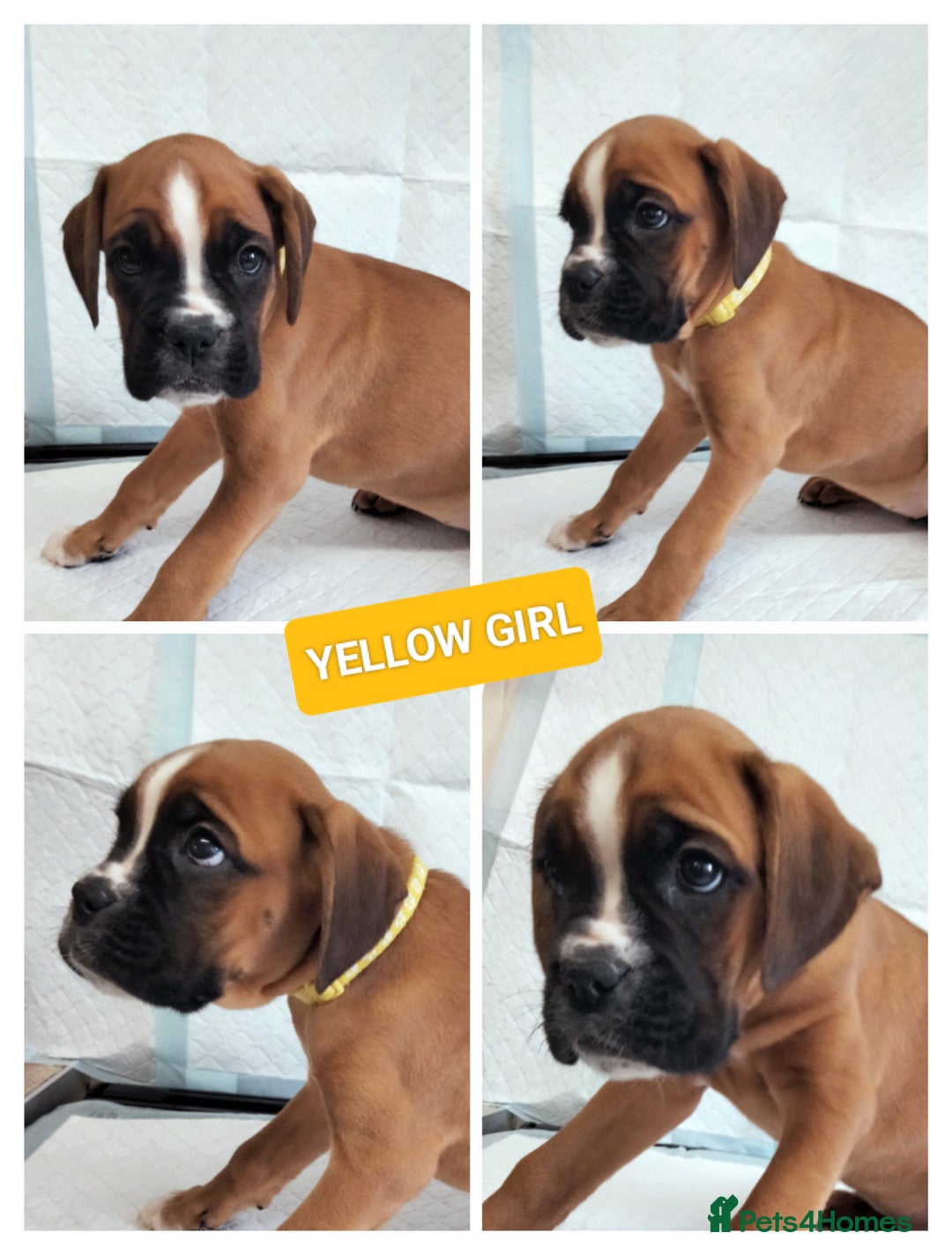 Boxer dogs for sale: Gorgeous Chunky Boxer Puppies  - Image 12