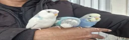 Budgerigars birds for sale: Super Hand Tamed Baby Budgie  - Advert 7