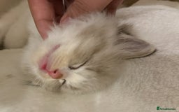 Ragdoll cats for sale: Beautiful Registered Ragdoll Male Kitten - Image 2
