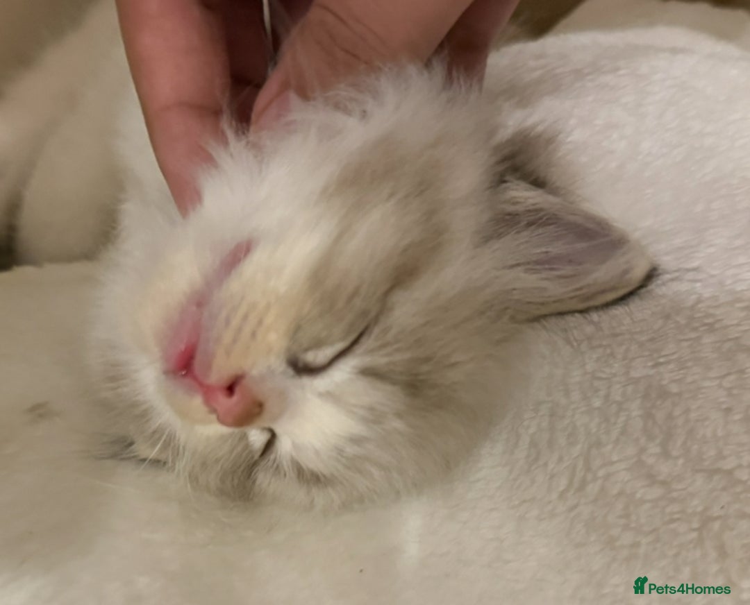Ragdoll cats for sale: Beautiful Registered Ragdoll Male Kitten - Image 2