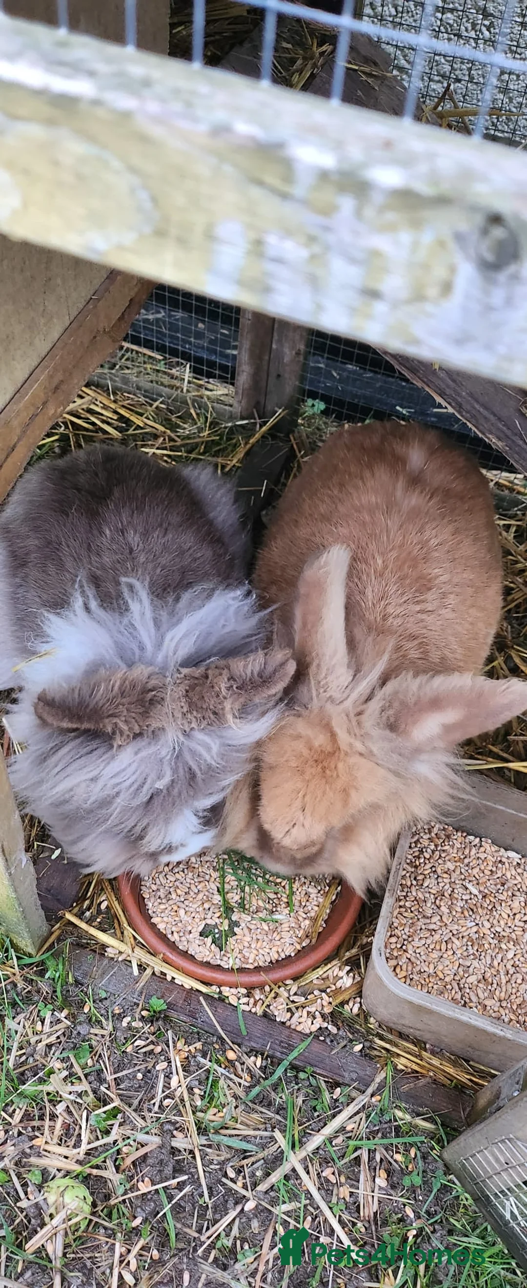 Mixed Breed rabbits for sale: Rabbit pair male and female - Advert 1