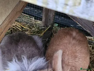 Mixed Breed rabbits Rabbit pair male and female - Advert 1