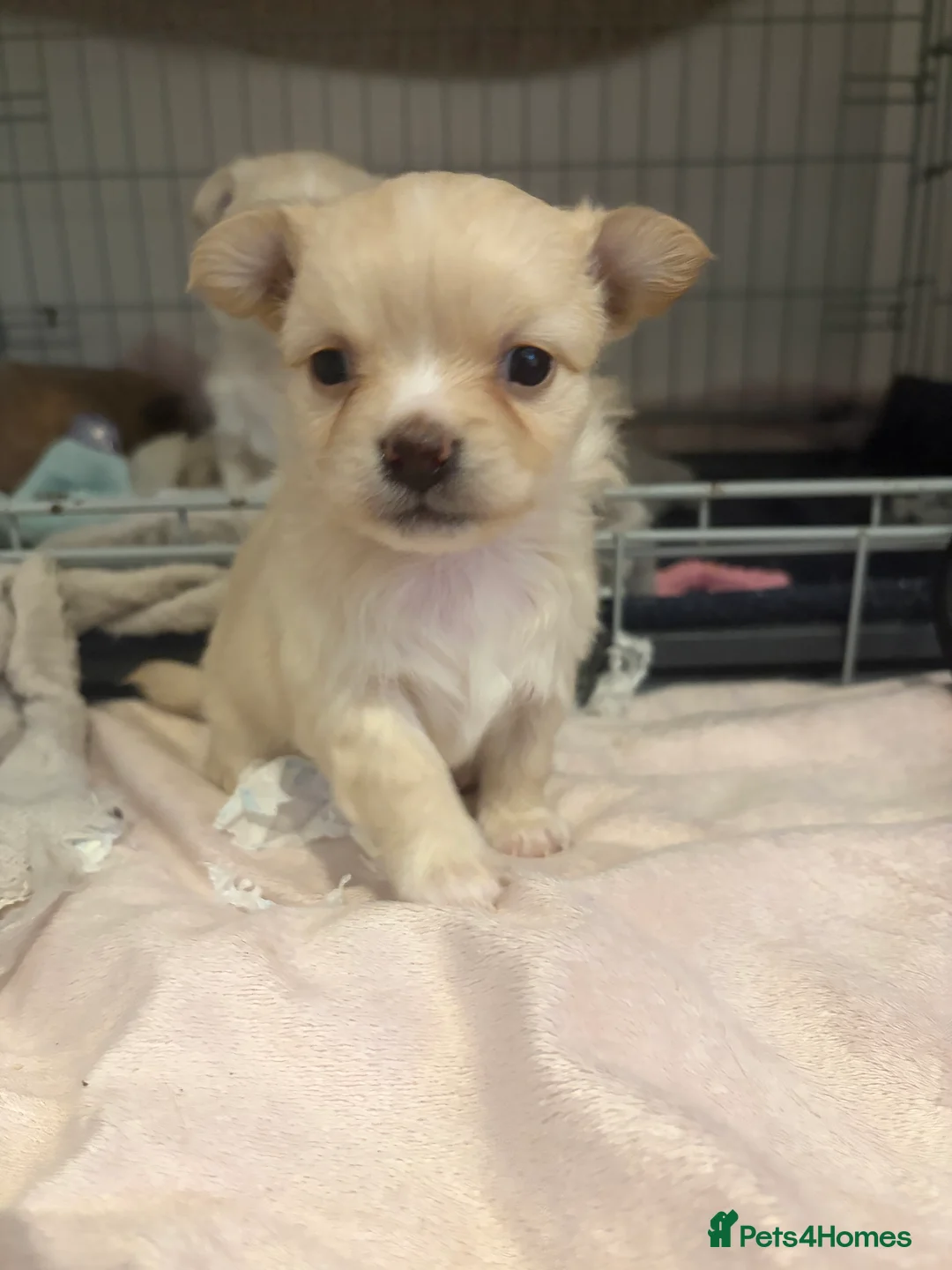 Chihuahua dogs for sale: *Ready to leave* Long hair chihuahua puppies - Advert 20