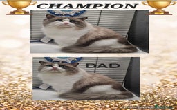 Ragdoll cats for sale: 🏆 CHAMPION FATHER 🏆GCCF REGISTERED KITTENS  - Image 27