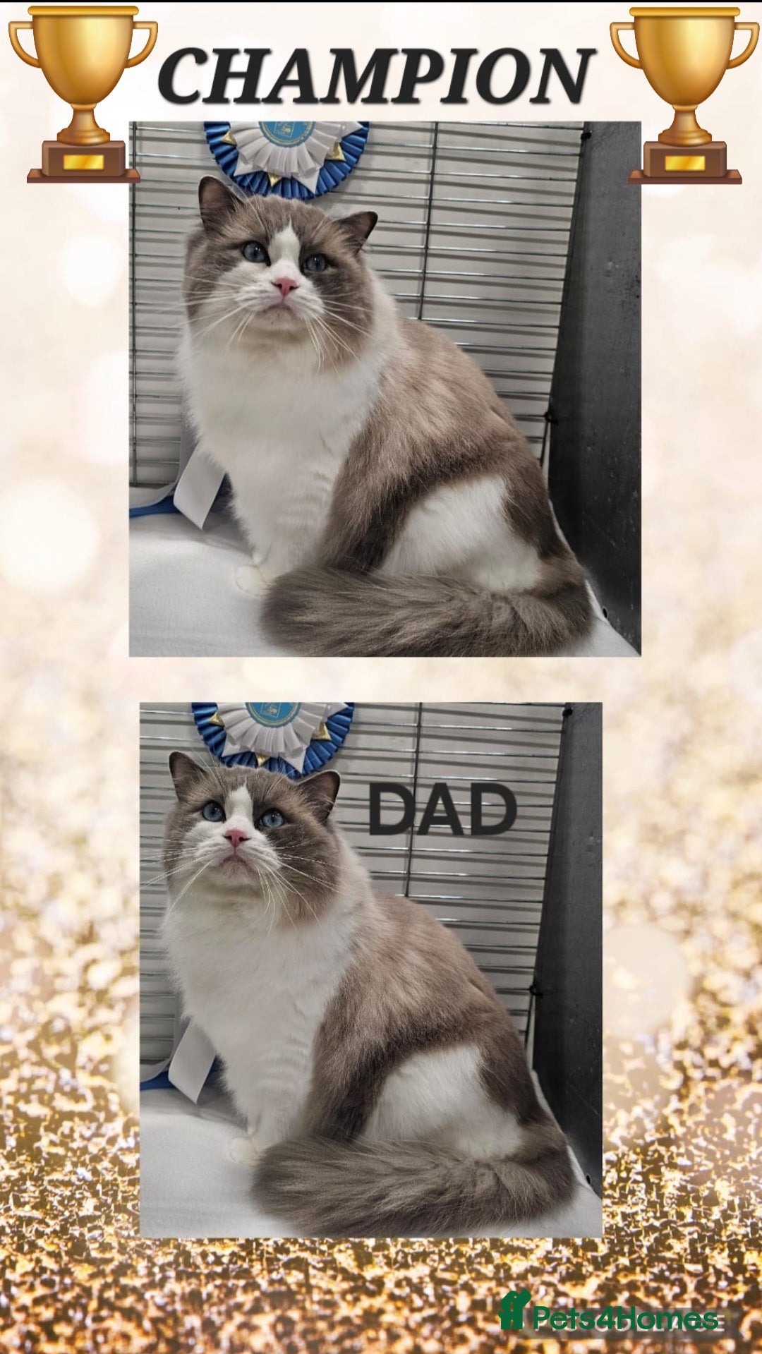 Ragdoll cats for sale: 🏆 CHAMPION FATHER 🏆GCCF REGISTERED KITTENS  - Image 27