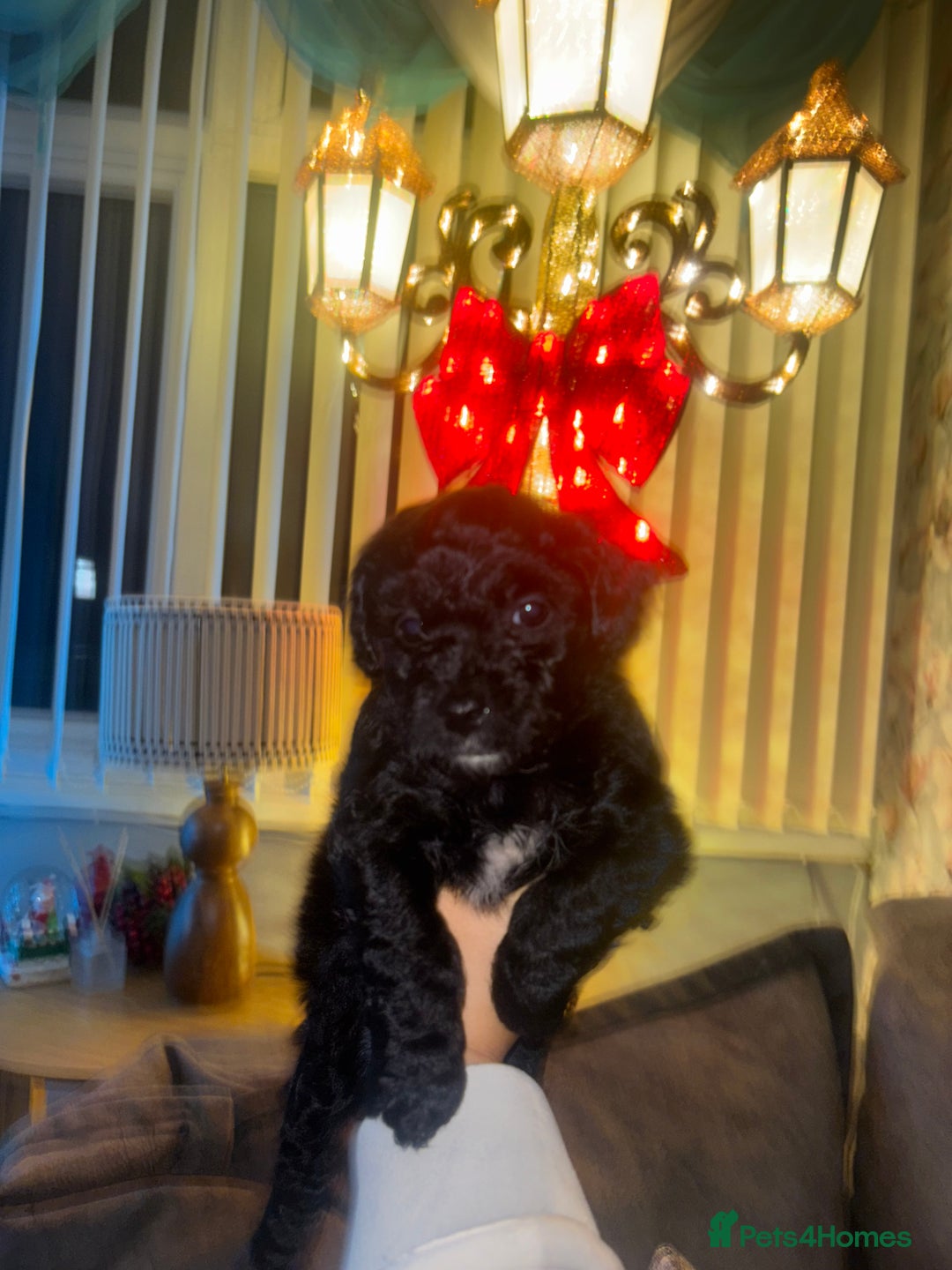 Mixed Breed dogs for sale: Cockapoochon puppies - Advert 2