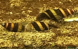 Plecos fish for sale: Bristlenose & Green Phantom plec, shrimps, Guppies - Image 7