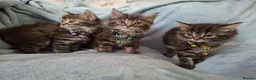 Mixed Breed cats for sale: 3x Beautiful maincoone cross kittens - Advert 3