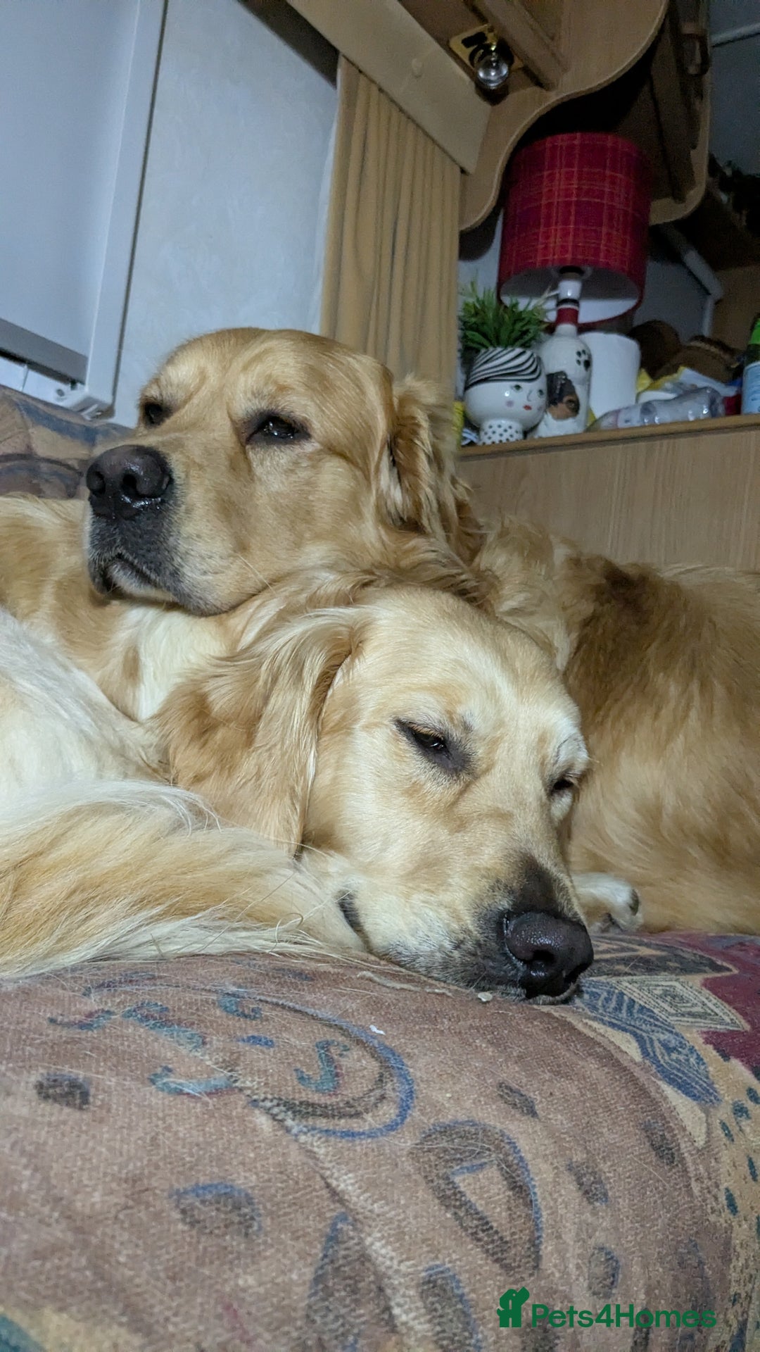 Golden Retriever dogs for sale: Wonderful,playful ,adventurous happy little furs😍 - Image 27