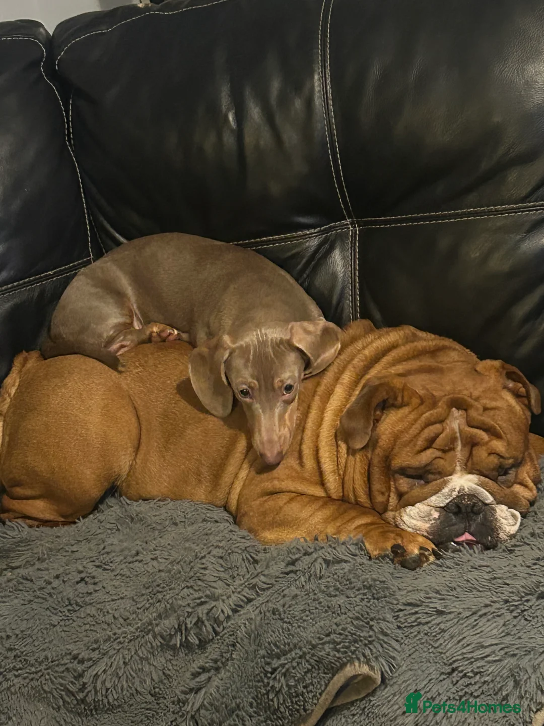 English Bulldog dogs for stud: Our Stunning English Bulldog Carter  in York - Advert 30