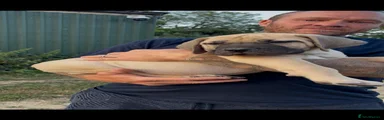 Boerboel Puppy 1