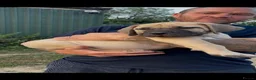 Boerboel dogs for sale: South African boerboel - Advert 2
