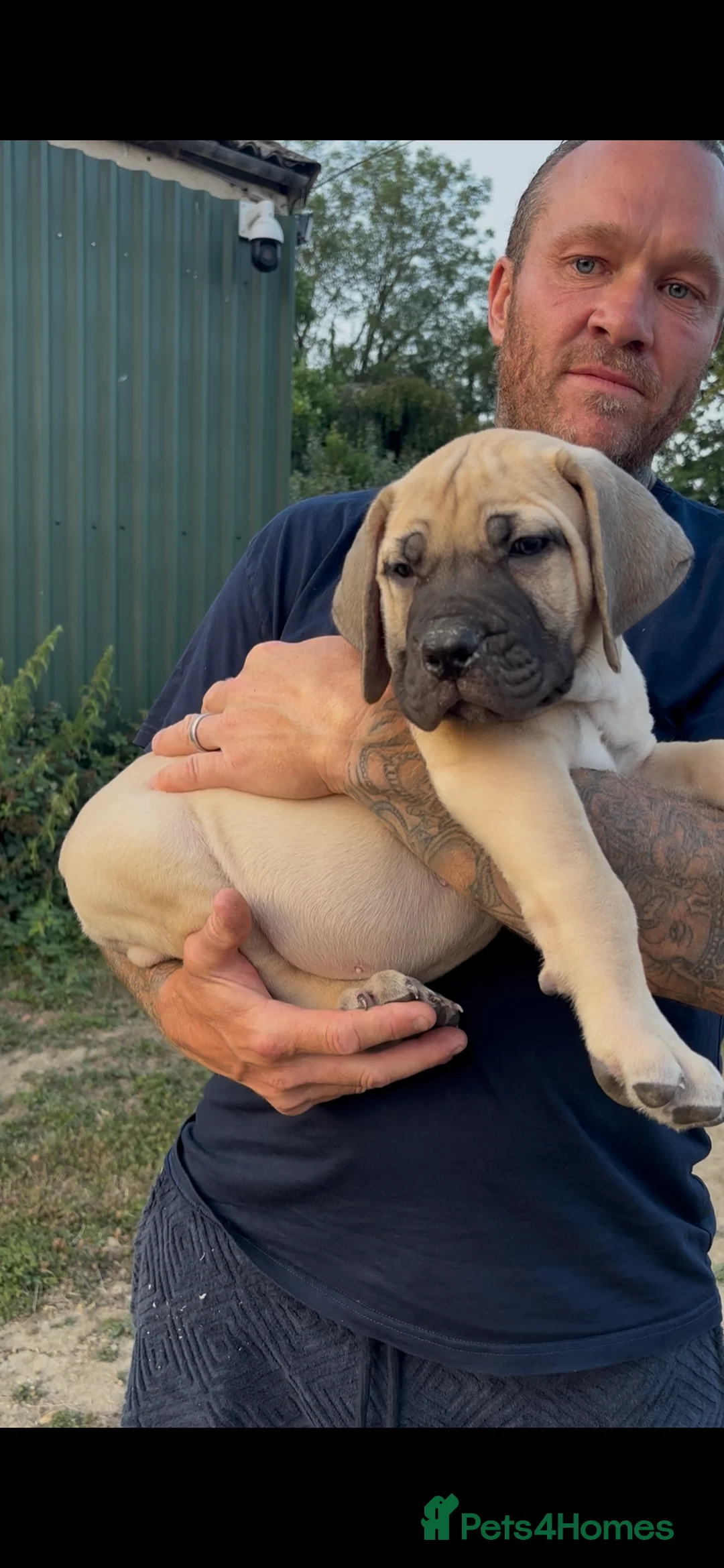 Boerboel dogs for sale: South African boerboel - Advert 2