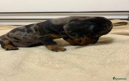 Miniature Dachshund dogs for sale: Miniature Dachshund KC ready now  - Image 8