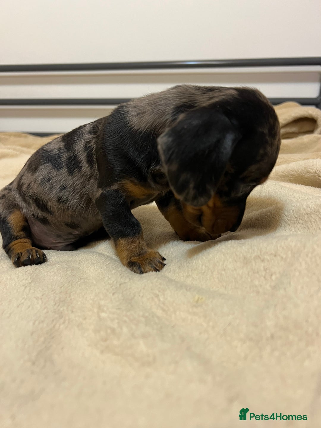 Miniature Dachshund dogs for sale: Miniature Dachshund KC ready now  - Image 8
