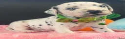 Dalmatian dogs for sale: Beautiful Dalmatian puppies ready to reserve  - Advert 12