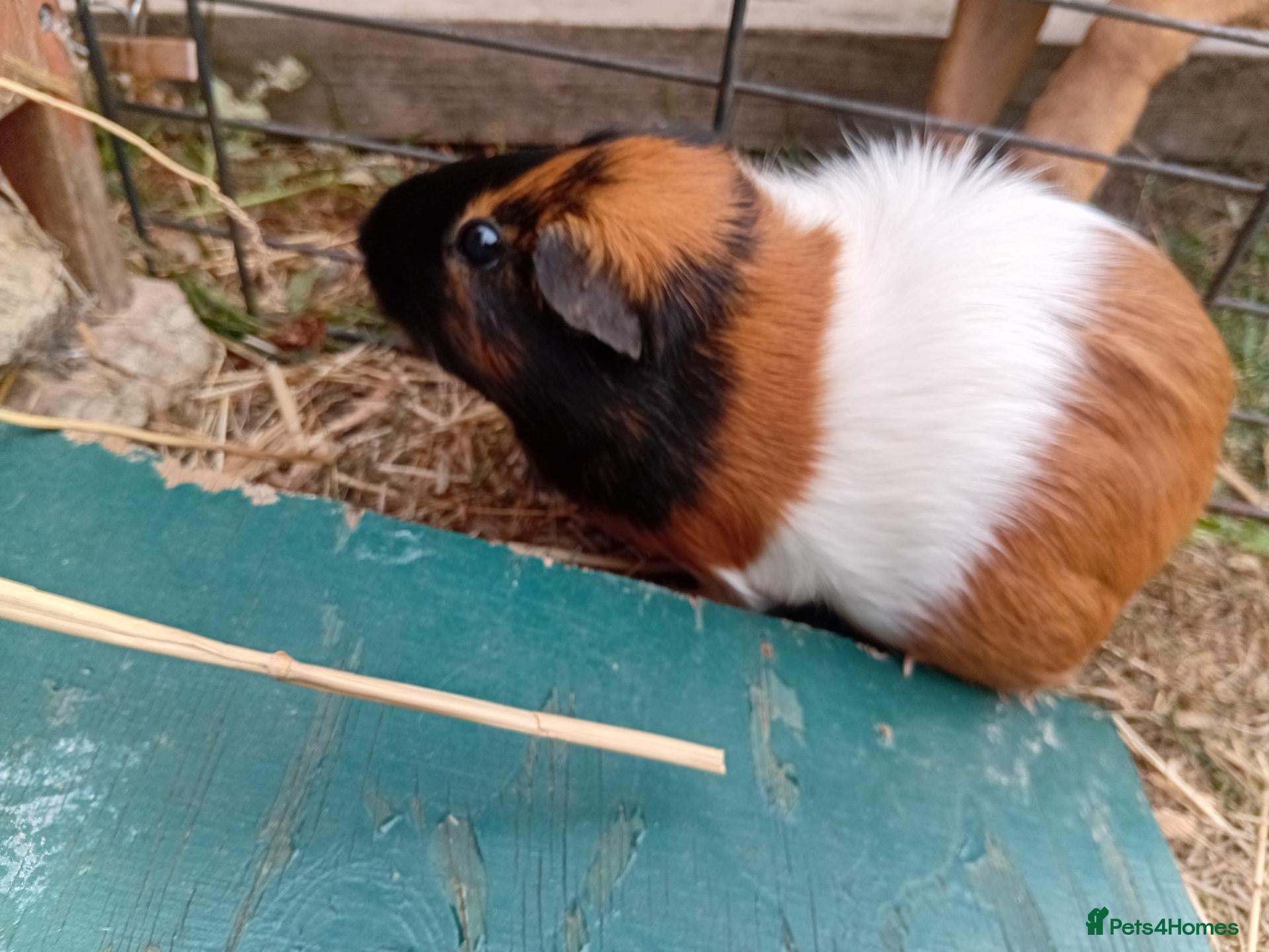 Guinea Pig rodents Female guinea pigs - Advert 2