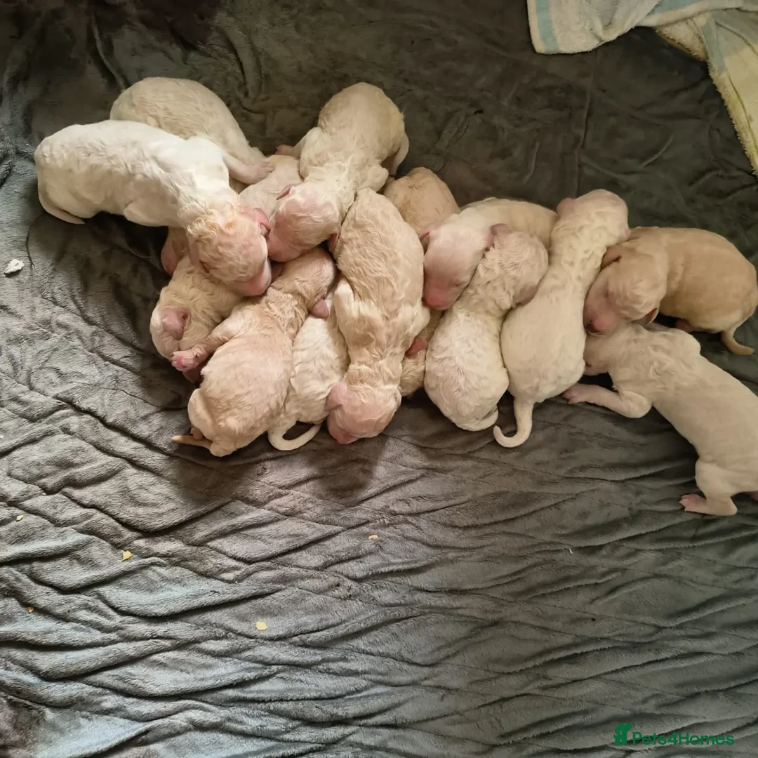 Standard Poodle dogs for stud: Cream K.C reg Standard Poodle 4 Stud  in Chesterfield - Advert 10