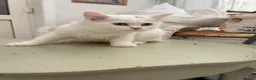 Persian cats for sale: 1 beautiful Persian kit left  - Advert 1