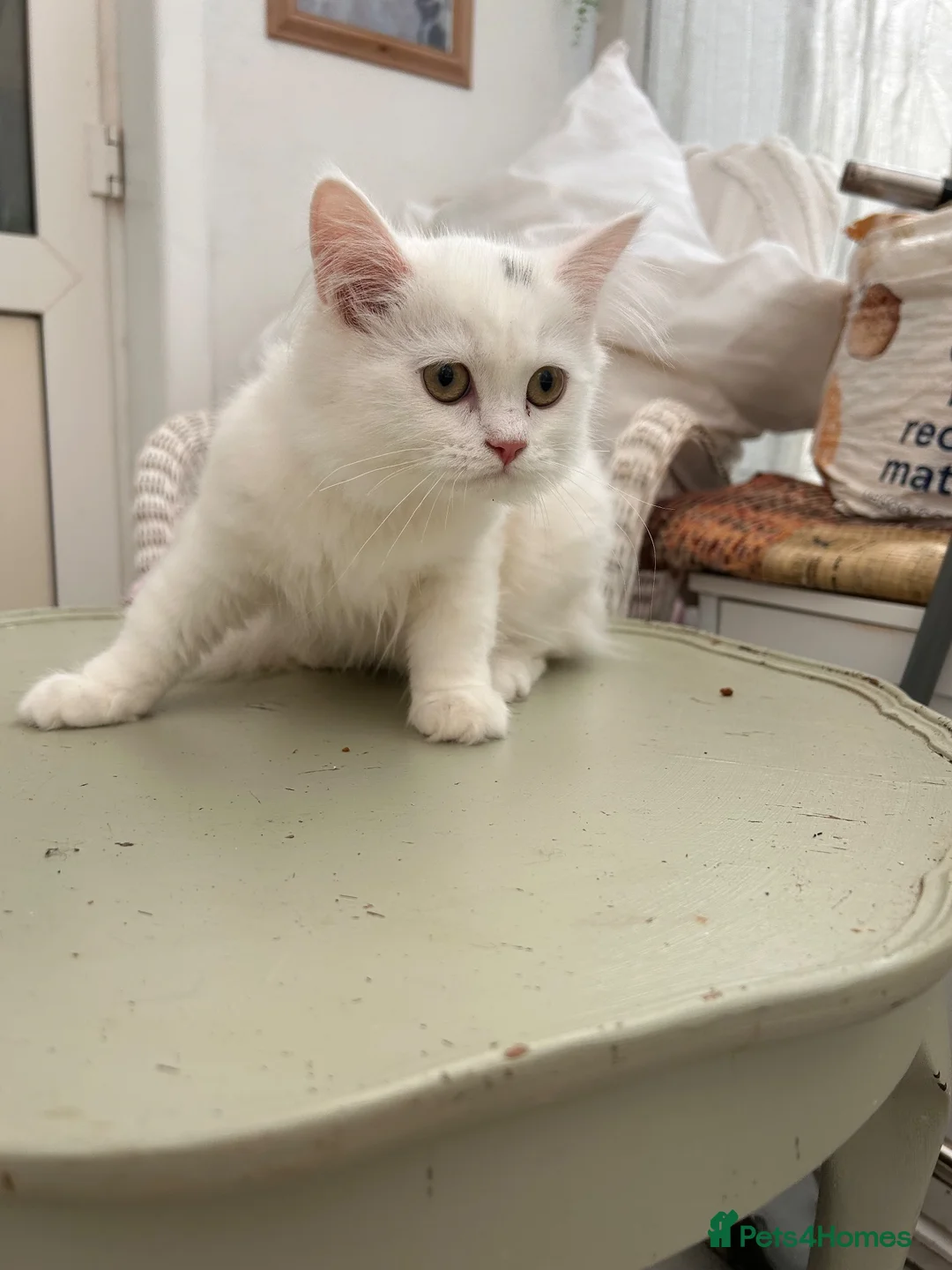 Persian cats for sale: 1 beautiful Persian kit left  - Advert 1