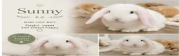 Mini Lop rabbits for sale: Adorable Mini Lops - Advert 3