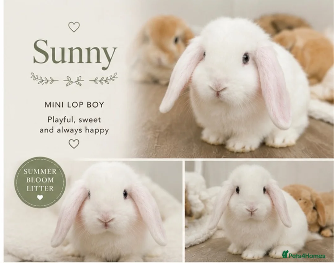 Mini Lop rabbits for sale: Adorable Mini Lops - Advert 3