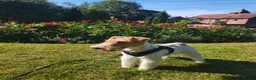 Fox Terrier dogs for sale: Beautiful young female Wire Fox Terrier available. - Advert 2