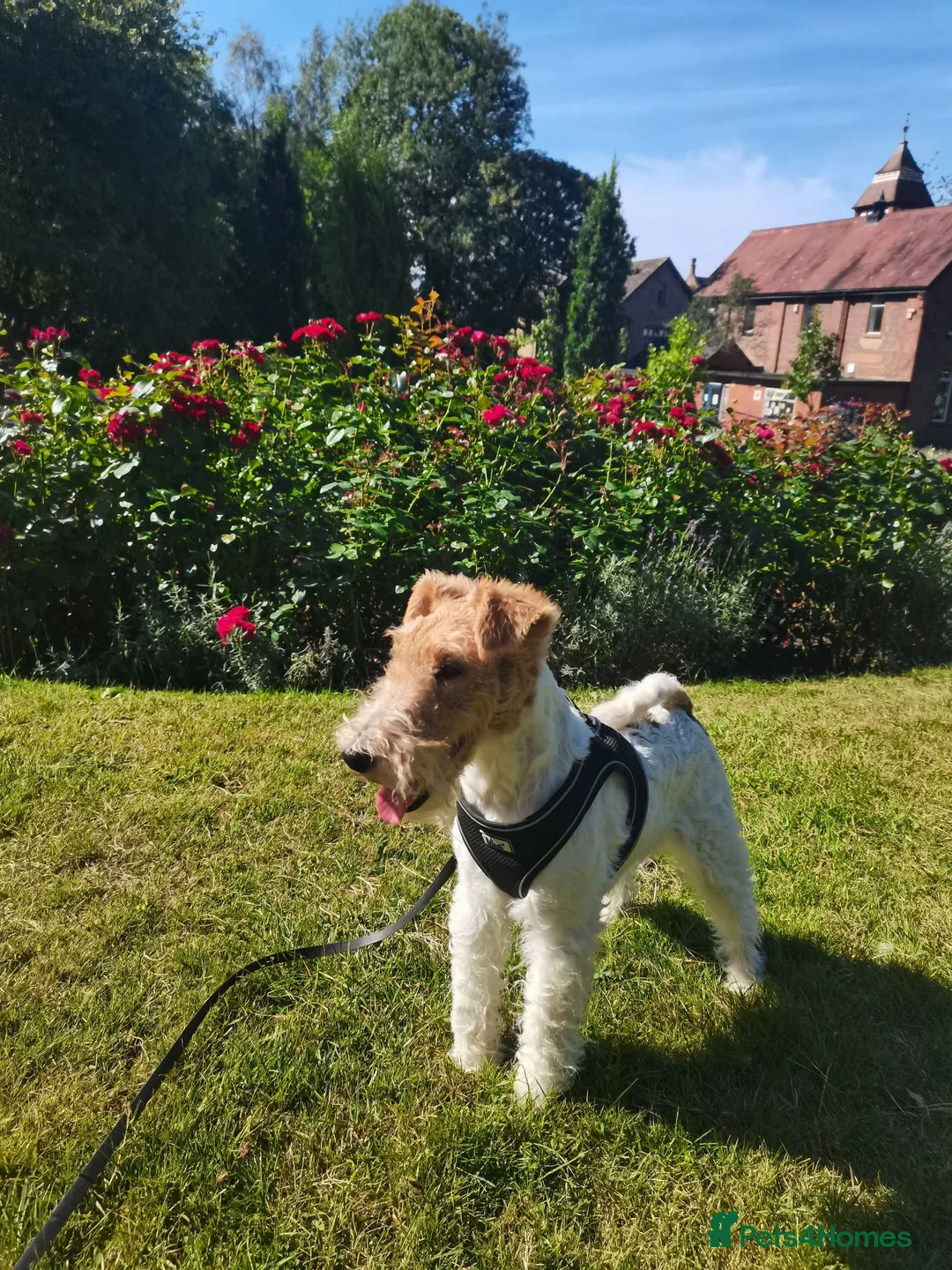 Fox Terrier dogs for sale: Beautiful young female Wire Fox Terrier available. - Advert 2