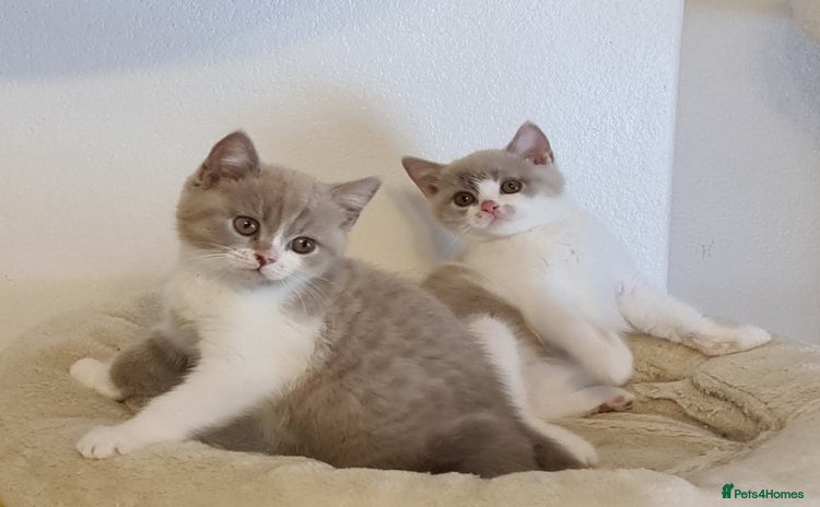 British Shorthair cats - Advert 3