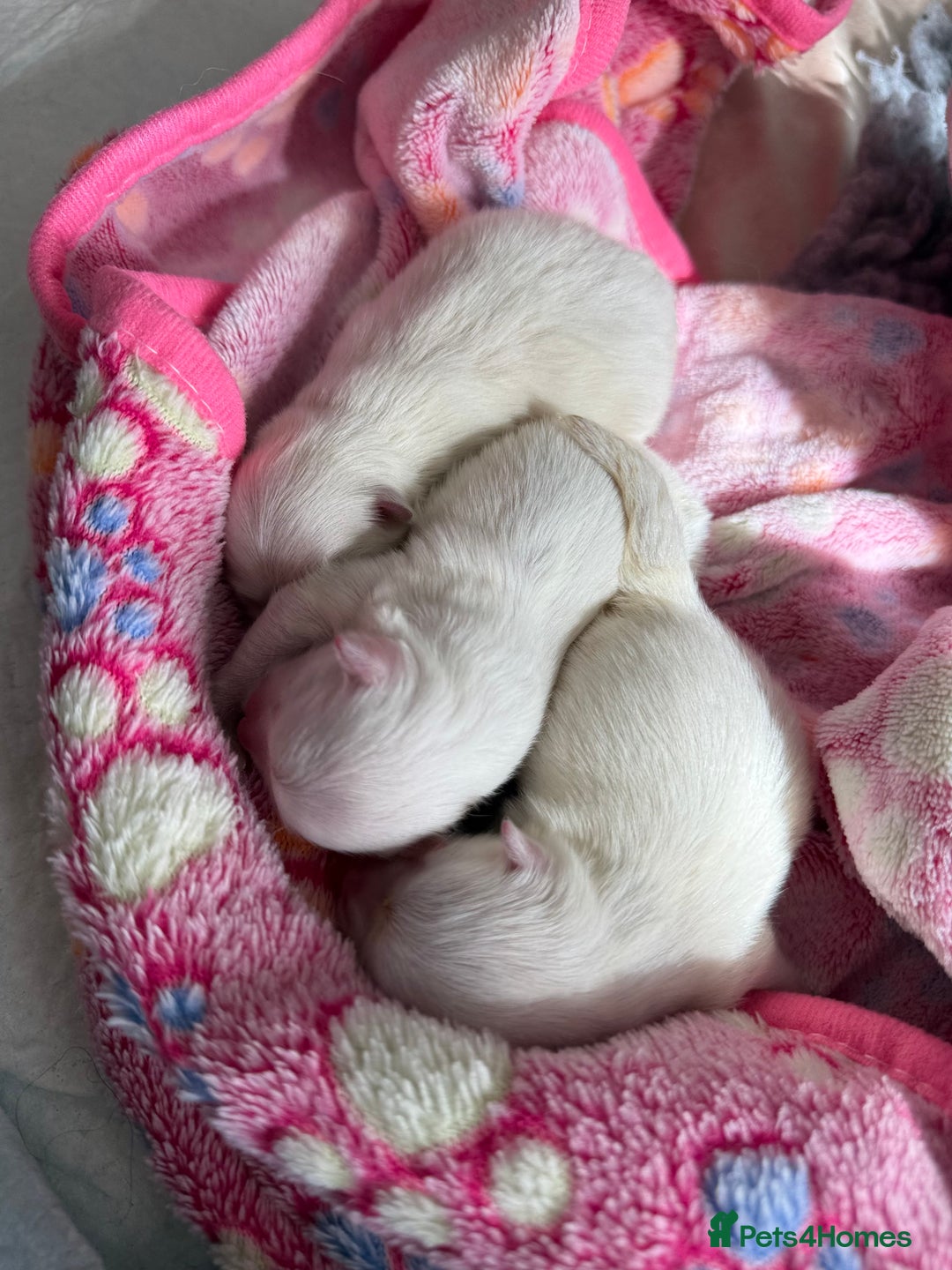 Pomeranian dogs for sale: Pom bears looking for loving homes❤️ - Image 18