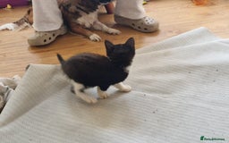 Mixed Breed cats for sale: ready to go - Image 8