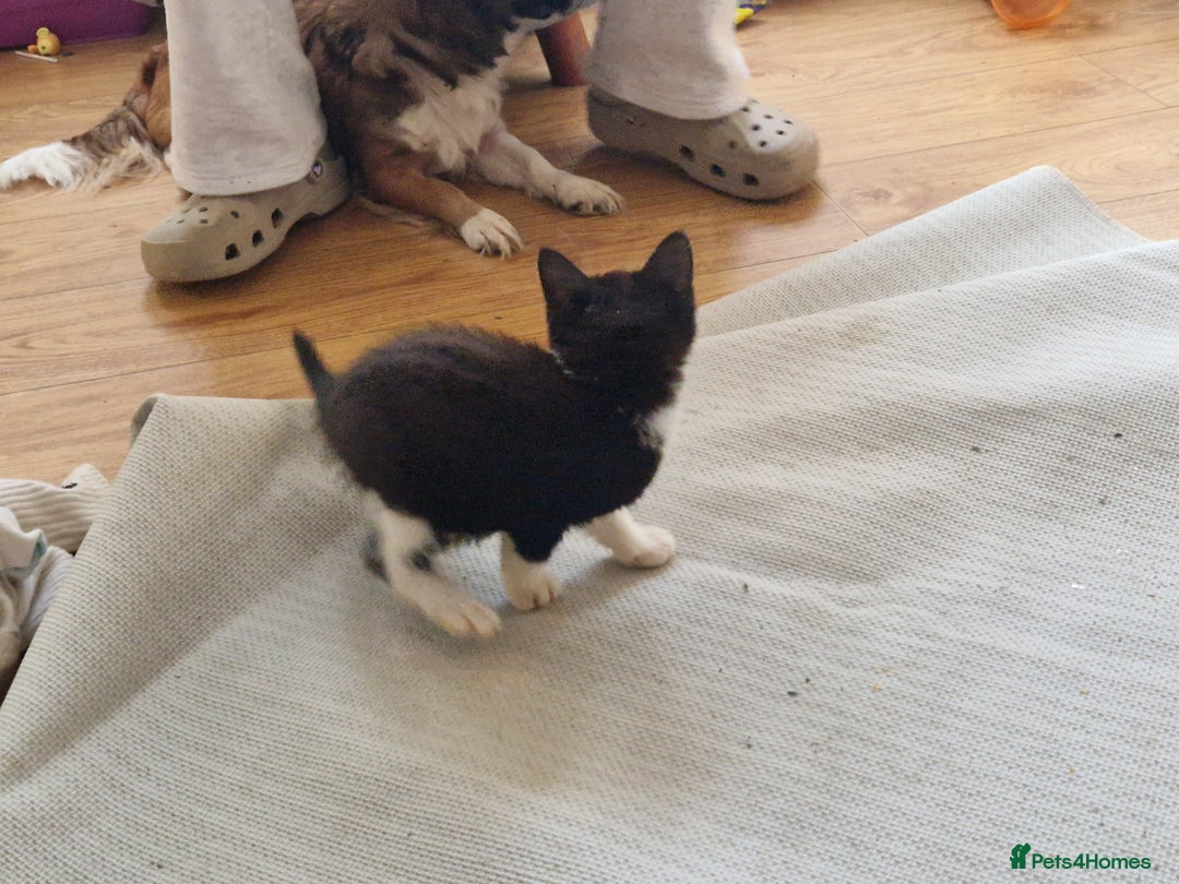 Mixed Breed cats for sale: ready to go - Image 8