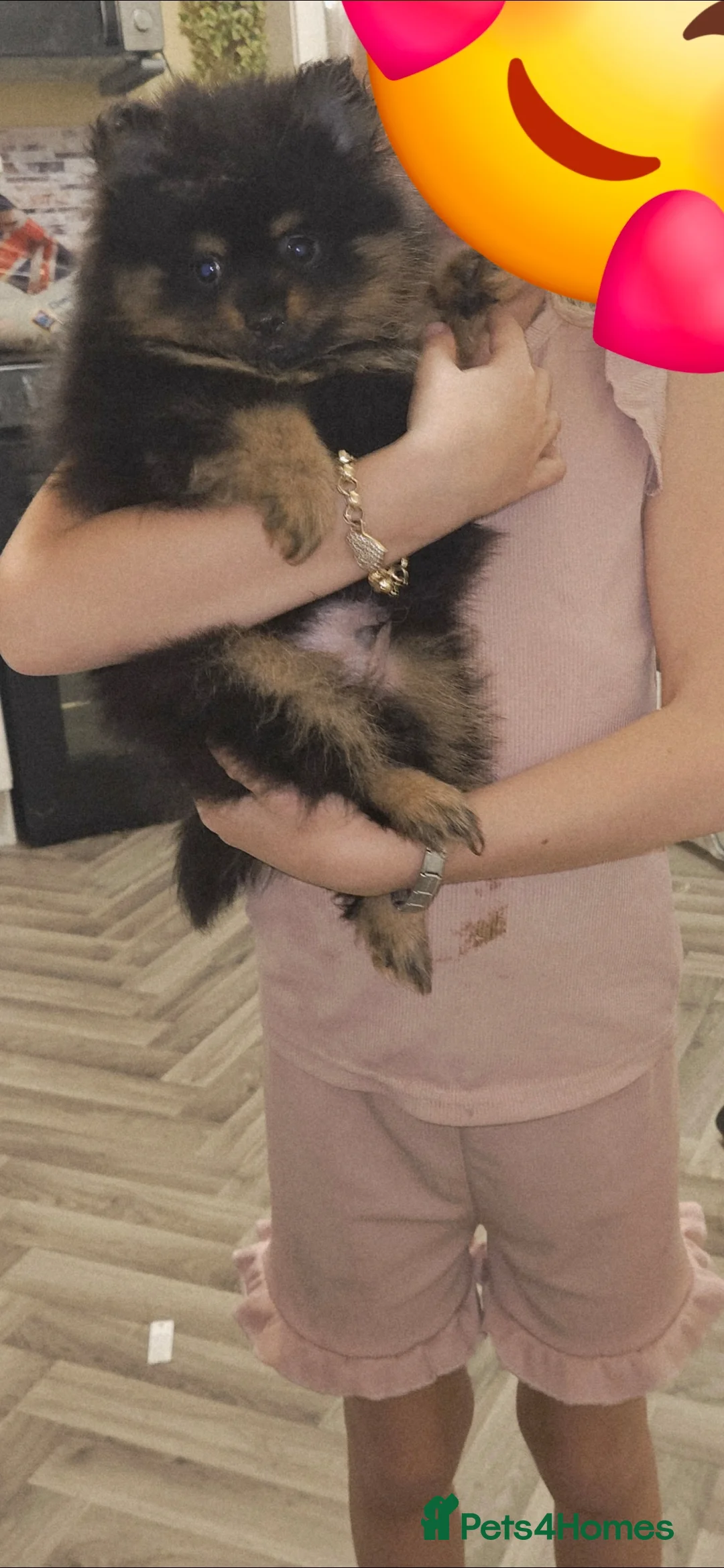 Pomeranian dogs for stud: Stud Pomeranian - Advert 8