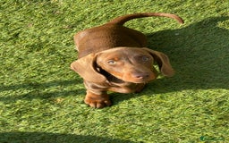 Miniature Dachshund dogs for sale: Beautiful Miniature Dachshuhds available  in Grays - Image 19