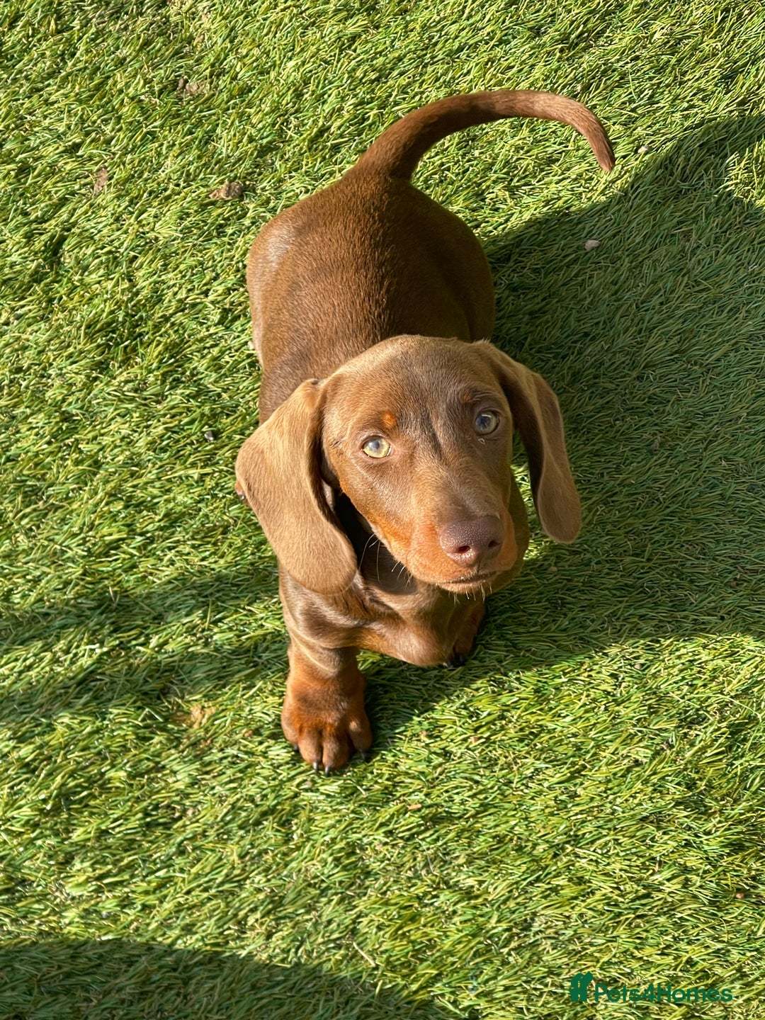 Miniature Dachshund dogs for sale: Beautiful Miniature Dachshuhds available  in Grays - Image 19